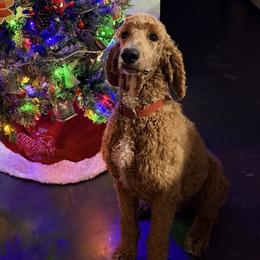 Rusty - Poodle