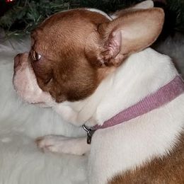 Boston Terriers from Dogwood Hill Kennel