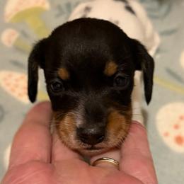 Gold - Dapple male Dachshund puppy in Edinburg, Virginia from Hunter Lane Dachshunds