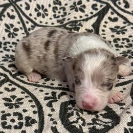 Orion - Red merle female Border Collie puppy in Mckinney, Texas from Border Collies of Ruidoso