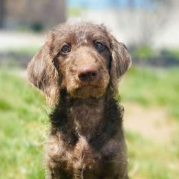 Bernedoodle and Labradoodle All Grown Up from Island View Poodles & Doodles