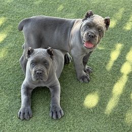 Cane Corso Puppies from Campo Cane Corso