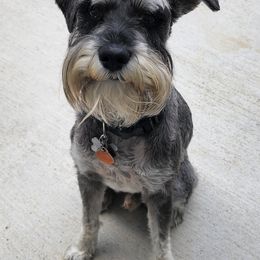 Miniature Schnauzers from Chulas