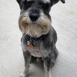 Miniature Schnauzers from Chulas