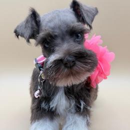 Zora - Liver female Miniature Schnauzer puppy in Flagler Estates, Florida from Fiesta Pups