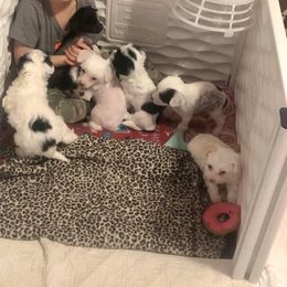 Chinese Crested Puppies from Ciao Bella Chinese Cresteds