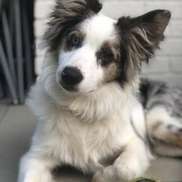 Australian Shepherd All Grown Up from Supernatural Aussies