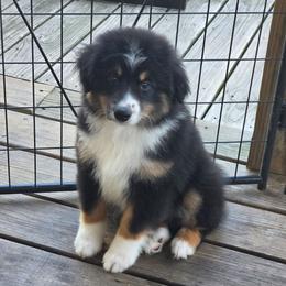 Crow - Black tri male Miniature American Shepherd puppy in Griswold, Connecticut from Flatrock Kennels of CT