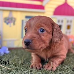 Rad - Red male Dachshund puppy in Duncan, Arizona from Bootheel Doxies