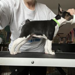Basenji All Grown Up from TAKARI’S Basenjis