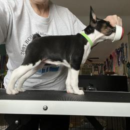 Basenji All Grown Up from TAKARI’S Basenjis