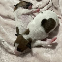 Italian Greyhound Puppies from Bahia Verde’s Kennels