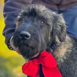 Ember - Pepper and salt female Giant Schnauzer puppy in Goodrich, Texas from Silver Creek Giant Schnauzers