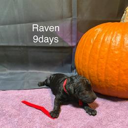 Raven - Black female Poodle puppy in Grand Rapids, Michigan from Lionkru Lowchen and Standard Poodles