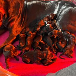 Girl 5 - Black and rust female Doberman Pinscher puppy in Lake City, Florida from Paintedcrazy Doberman Pinchers