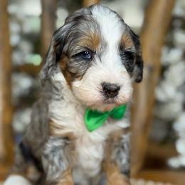 Bruno - Green - Merle male Bernedoodle puppy in Yuciapa, California from AlltheDoodlez_