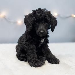 Richard - Parti male Poodle puppy in Gainesville, Florida from Pet Inn Xxweetdoodles