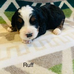 Ruff - Tri-color male Bernedoodle puppy in Sandy, Oregon from MC Doodles