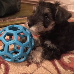 Miniature Schnauzer Puppies from Aristos
