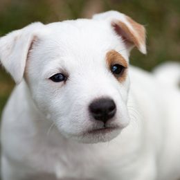 Jack Russell Terrier Puppies from Little Eden Jack Russell Terriers