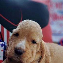 Female 2 - Mahogany and white female Basset Hound puppy in Robbins, Tennessee from Orange Mountain Basset Hounds