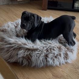 Light pink collar female - Black female Boerboel puppy in Rockford, Illinois from Adoraboerboels