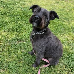 Great Danes and Miniature Schnauzers from River Valley Great Danes & Miniature Schnauzers