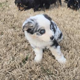 Moses - Blue merle male Australian Shepherd puppy in Owensboro, Kentucky from JnT's Bluegrass Mini Aussies