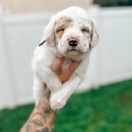 Goldendoodle Puppies from Glamorous Golden Doodles