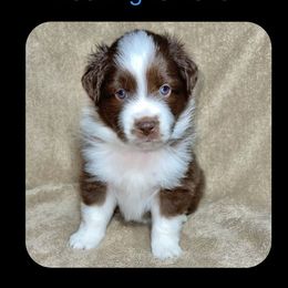 Baloo - Miniature Australian Shepherd puppy in Jacksonville, Texas from AG Toy & Mini Aussies