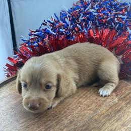 MWM2 cream or red - Cream male Dachshund puppy in Carthage, Texas from Rafter C Ranch Doxies