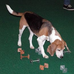 Beagles from Donna Nuger's Beagles