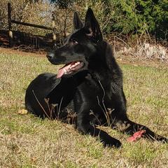 Aspen - German Shepherd