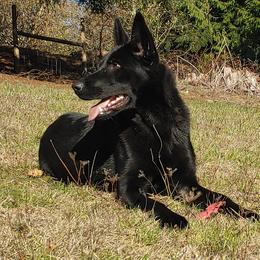 Aspen - German Shepherd