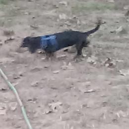 Dachshund Puppies from CLARK'S BREEDING PROGRAM