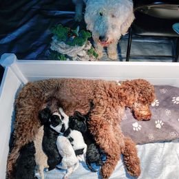 Goldendoodle Puppies from Ninnie's Doodles