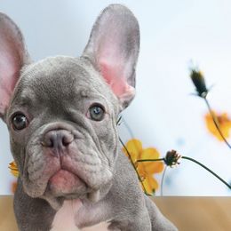 French Bulldogs from Alfia's French Bulldogs