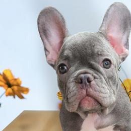 French Bulldogs from Alfia's French Bulldogs