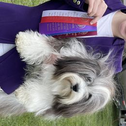 Biewer Terrier, Chinese Crested, and Havanese Puppies from Meadowview Havanese