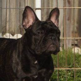 Addy - French Bulldog