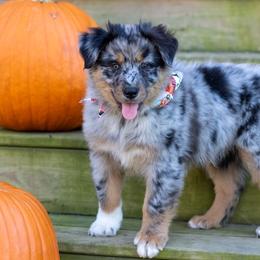Lennox Adam - Blue merle male Australian Shepherd puppy in Statesville, North Carolina from Charming Australian Shepherds