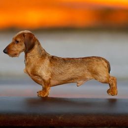 Wyatt - Dachshund