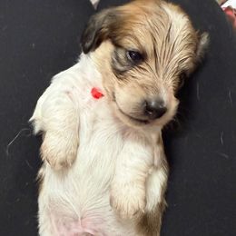 Red collar - Piebald male Dachshund puppy in Shawnee, Oklahoma from Magic Eagle Miniature Dachshunds