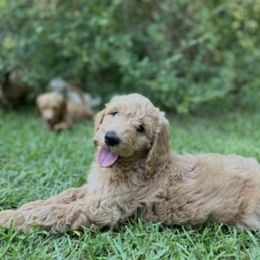 Luna - Red  female Goldendoodle puppy in Bogue Chitto, Mississippi from Valentine Kennels