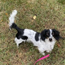 Lily - Dachshund