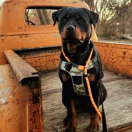 Collies and Rottweilers from Prairie Creek