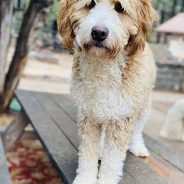 Rigby - Bernedoodle