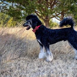 Bernedoodles and Poodles from Crider’s Critters