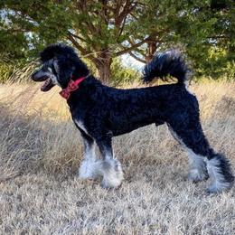 Bernedoodles and Poodles from Crider’s Critters
