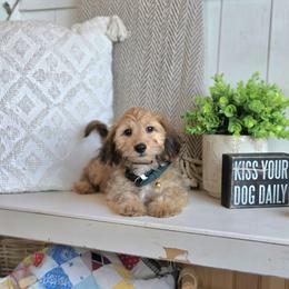 AKC Meet Lad :) - Cream male Dachshund puppy in Centerville, Iowa from Barnyard Dachshunds, Dals & Doodles